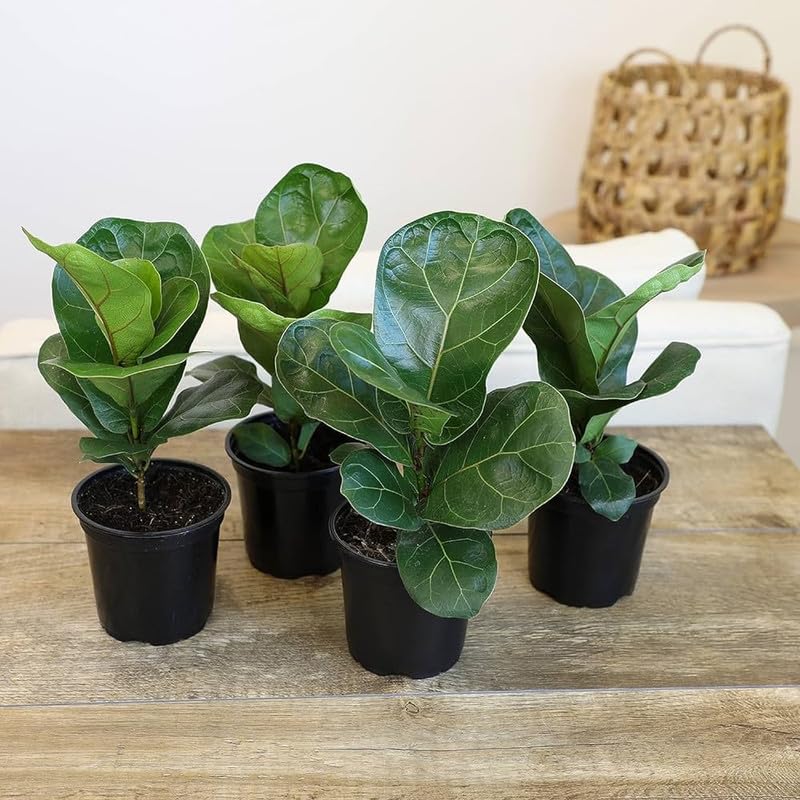 Fiddle Leaf Fig, Indoor Potted Plant