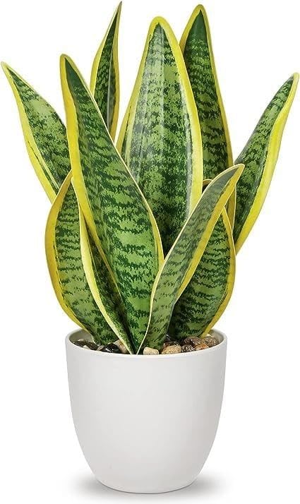 Snake Plant, Indoor Live Houseplant