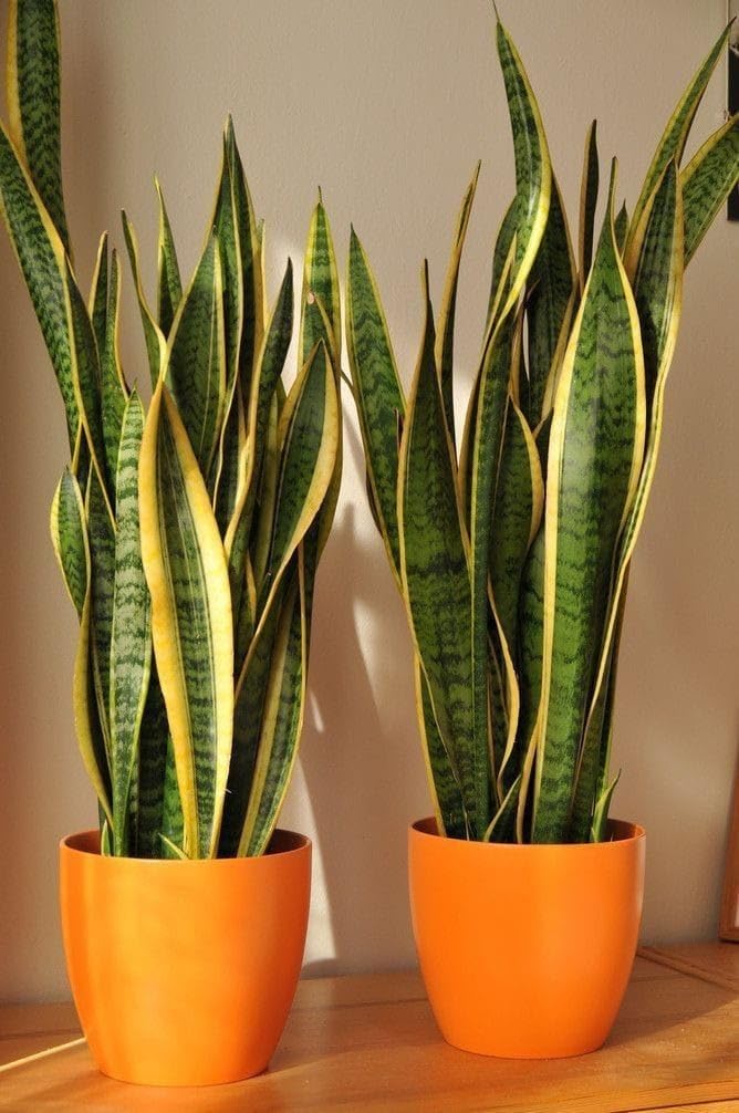 Snake Plant, Indoor Live Houseplant