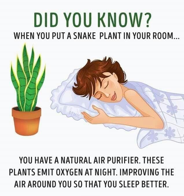 Snake Plant, Indoor Live Houseplant