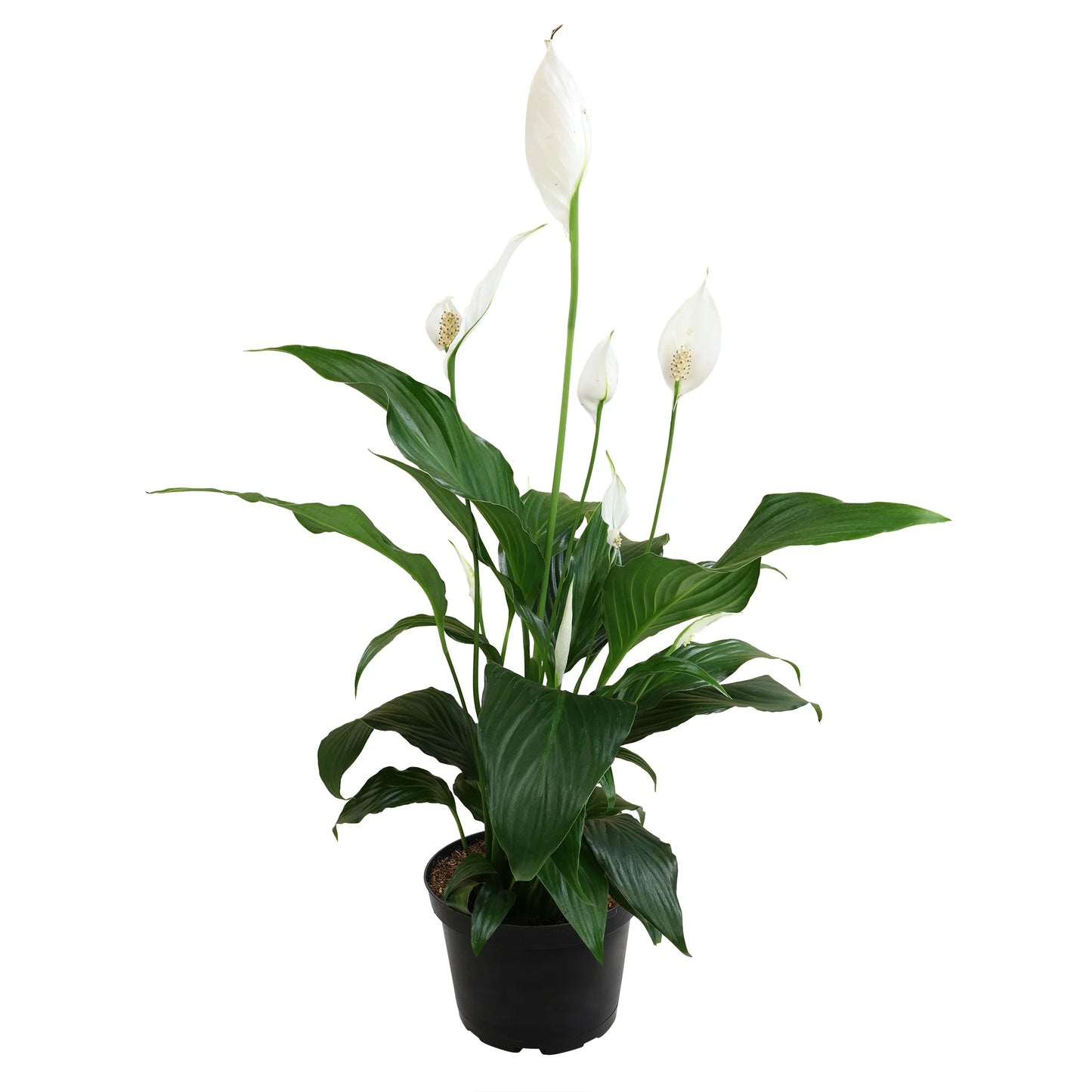 Peace Lily, 6in Spathiphyllum Indoor Plant