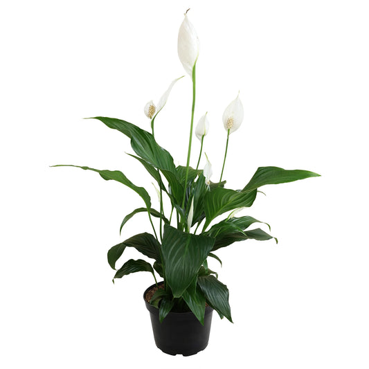 Peace Lily, 6in Spathiphyllum Indoor Plant