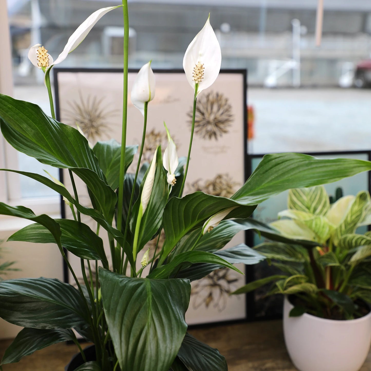 Peace Lily, 6in Spathiphyllum Indoor Plant