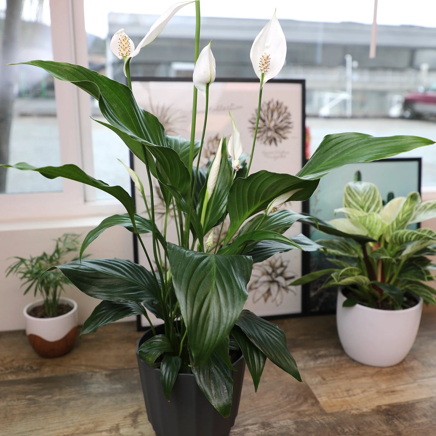 Peace Lily, 6in Spathiphyllum Indoor Plant