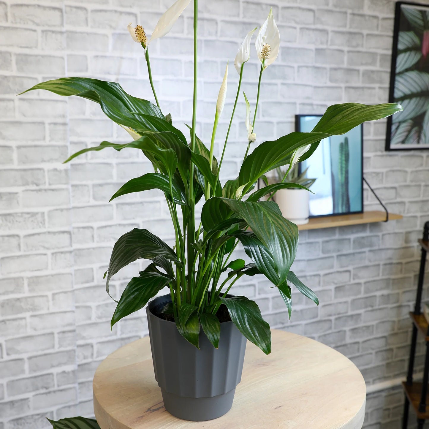 Peace Lily, 6in Spathiphyllum Indoor Plant