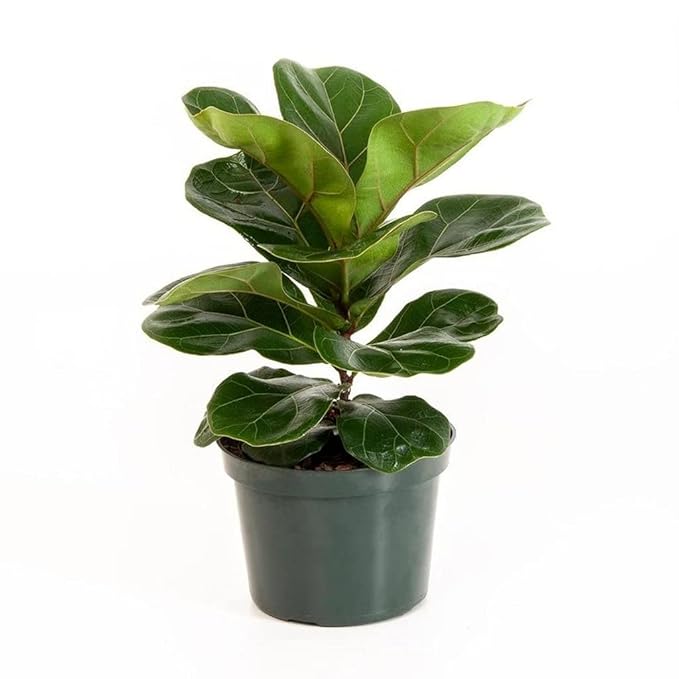 Fiddle Leaf Fig, Indoor Potted Plant