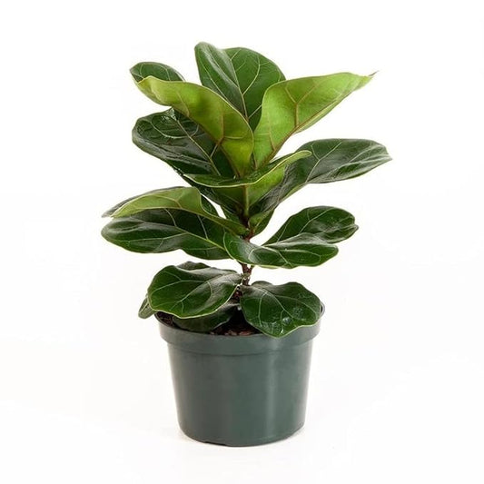 Fiddle Leaf Fig, Indoor Potted Plant