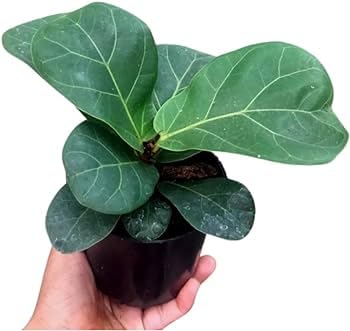 Fiddle Leaf Fig, Indoor Potted Plant