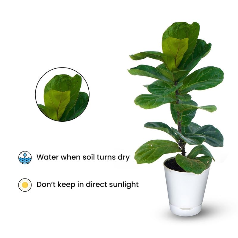 Fiddle Leaf Fig, Indoor Potted Plant