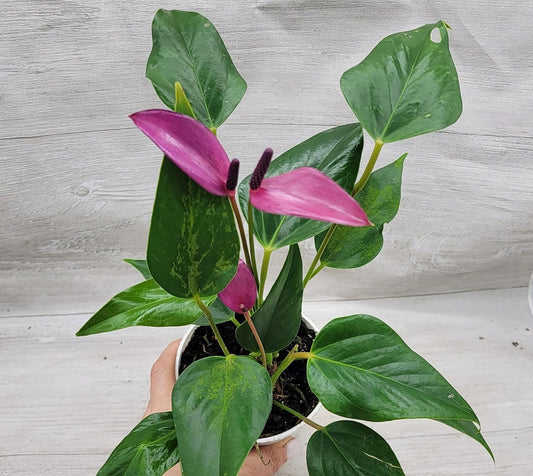 Anthurium Purple Andraeanum, 3in Indoor Flowering Plant