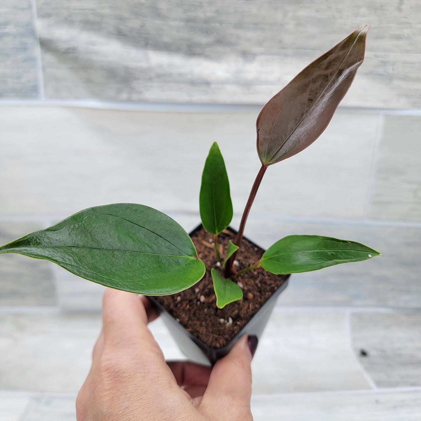 Anthurium Purple Andraeanum, 3in Indoor Flowering Plant