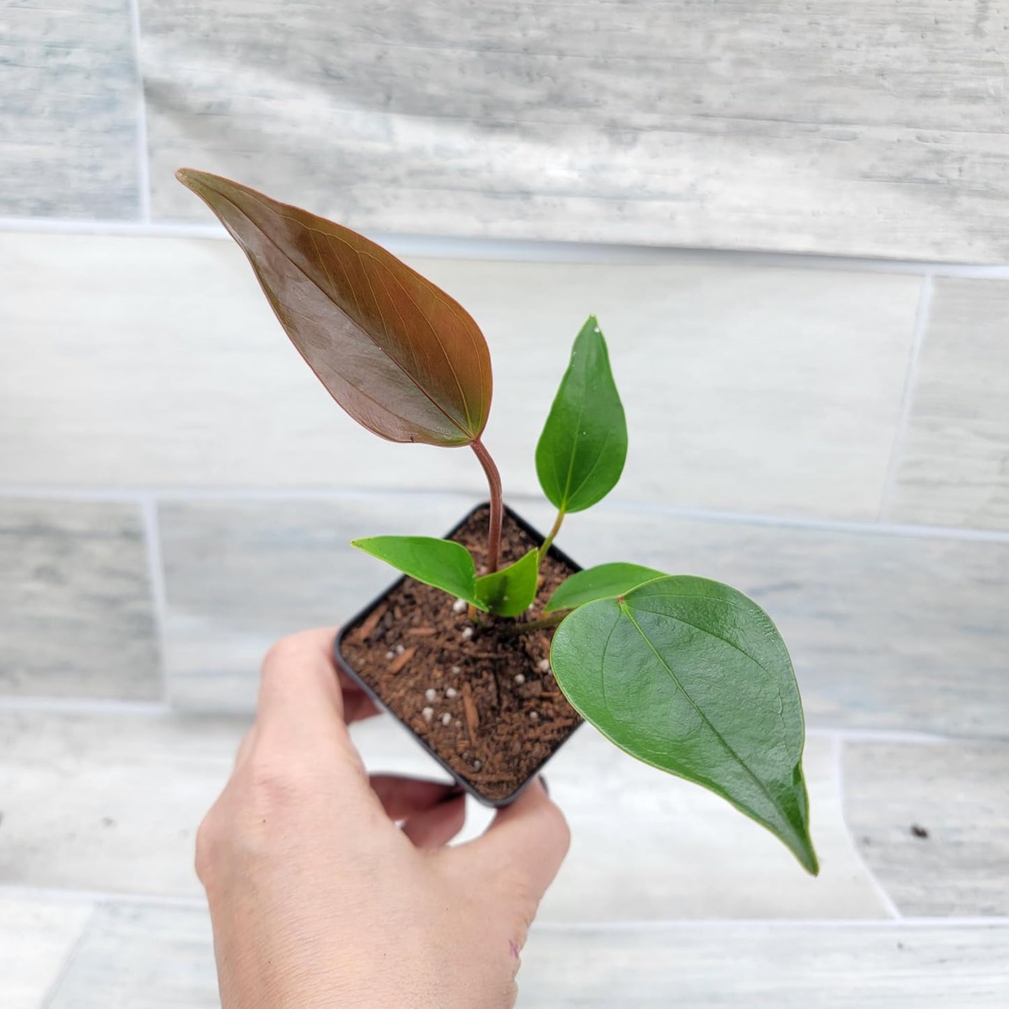 Anthurium Purple Andraeanum, 3in Indoor Flowering Plant