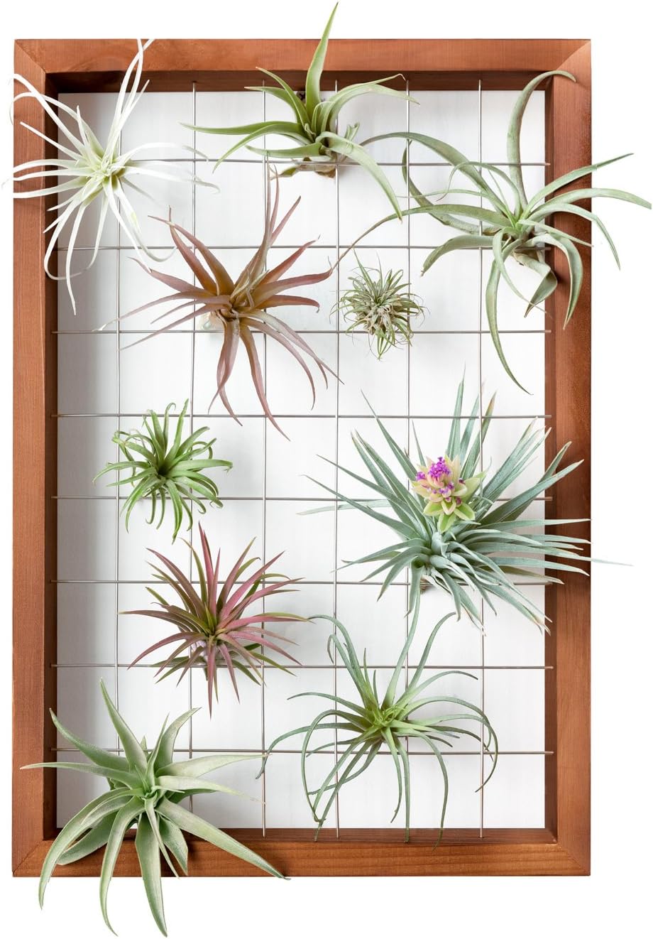 Wooden Air Plant Frame 16" Hanging Tillandsia Display (Plant Not Included)