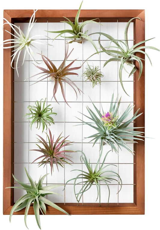 Wooden Air Plant Frame 16" Hanging Tillandsia Display (Plant Not Included)
