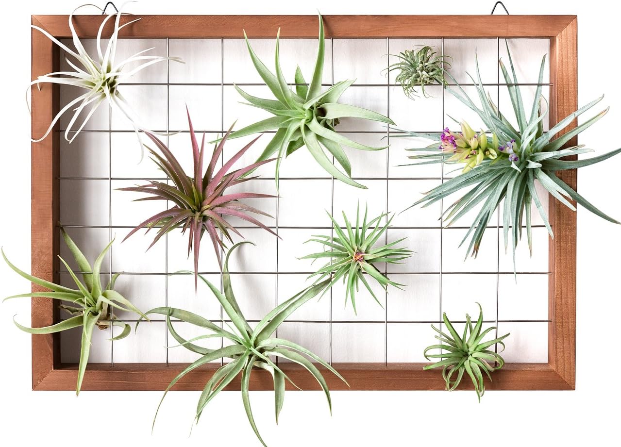 Wooden Air Plant Frame 16" Hanging Tillandsia Display (Plant Not Included)