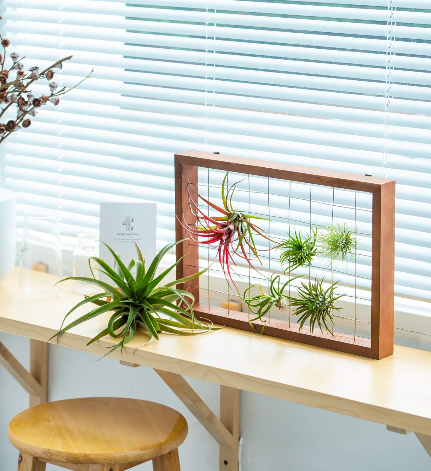 Wooden Air Plant Frame 16" Hanging Tillandsia Display (Plant Not Included)
