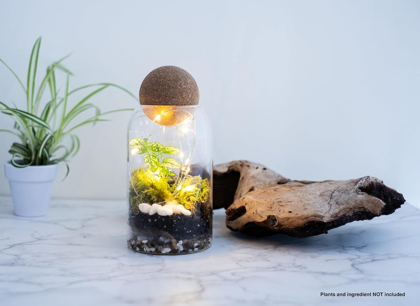 Glass Terrarium Jar with Airtight Wood Lid 800ml (Jar Only)