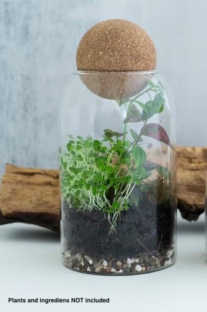Glass Terrarium Jar with Airtight Wood Lid 800ml (Jar Only)